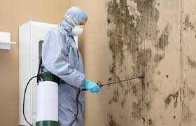 Best Commercial Mold Inspection in Mountain Lodge Park, NY